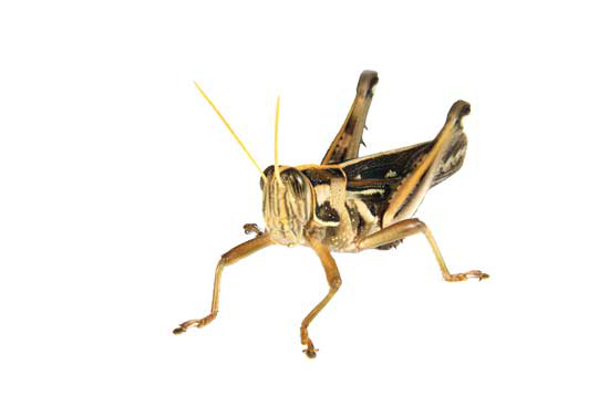Need organic grasshopper control? Take a cue from reader Luma Rose of Balmorhea, Texas, and simply suck up the hoppers with a small, portable vacuum.